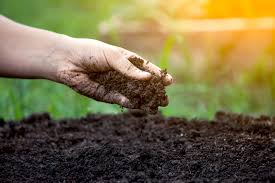 How to improve soil health with Super Gro How to improve soil health with Super Gro