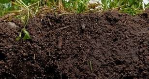How to improve soil health with Super Gro How to improve soil health with Super Gro