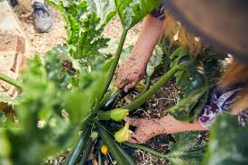 Best practices for using Super Gro on vegetables Best practices for using Super Gro on vegetables