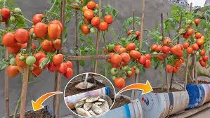 Best practices for using Super Gro on vegetables Best practices for using Super Gro on vegetables