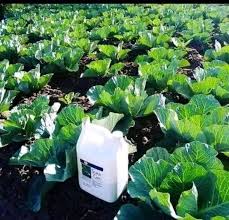 How often to apply Super Gro to crops How often to apply Super Gro to crops