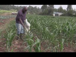 How often to apply Super Gro to crops How often to apply Super Gro to crops
