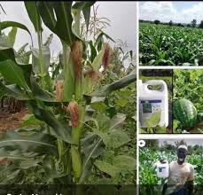 How often to apply Super Gro to crops How often to apply Super Gro to crops