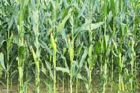 Super Gro For Maize Farming Success