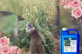 Can Super Gro be used for flower gardening? Can Super Gro be used for flower gardening