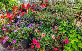 Can Super Gro be used for flower gardening? Can Super Gro be used for flower gardening