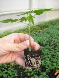 Pawpaw Fruit Growing Conditions