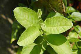 Guava leaves and fertility