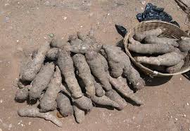 Uses of cocoyam