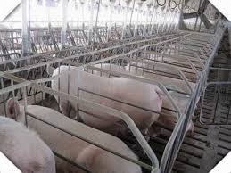 Pig Farming Guide for Beginners