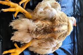 How to Treat Coccidiosis in Broilers