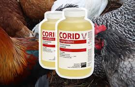 How to Treat Coccidiosis in Broilers