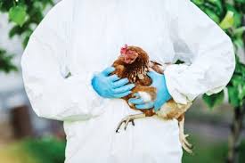 How to Treat Coccidiosis in Broilers