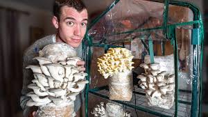 Materials Required For Mushroom Cultivation