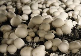 Materials required for mushroom cultivation