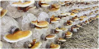 Materials required for mushroom cultivation