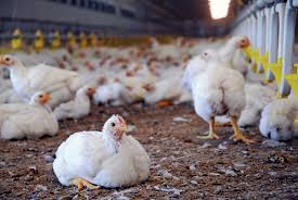 Organic Treatment of Coccidiosis in Poultry