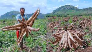 How to Plant Cassava for High Yield