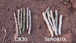 How to plant cassava