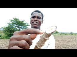 How to plant cassava