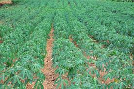 How to plant cassava