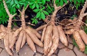 How To Grow Cassava