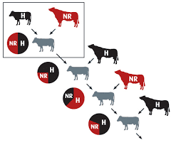 Animal and Plant Cross Breeding: Importance, Types, and Methods Cross Breeding Guide