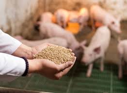 Different Types of Pig Feed