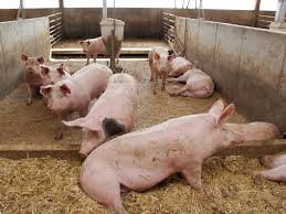 Advantages and Disadvantages of Pig Farming (Swine Production)