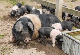 How To Start A Piggery Project