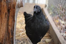 Causes of Extreme Coldness And Hotness in the Chicken House