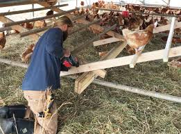 Causes of Extreme Coldness And Hotness in the Chicken House