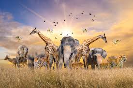 Wildlife Concept and Management Wildlife concept and management