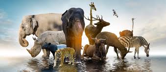 Wildlife Concept and Management Wildlife concept and management