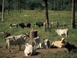 Wildlife Concept and Management Wildlife concept and management