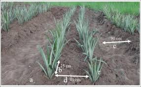 Proper Pineapple Spacing and Planting Guide