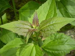 Benefits of Awolowo Leaf