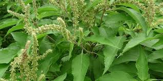 Benefits of Nunum leaves