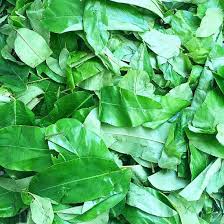 Health Benefits Of Oha Leaf