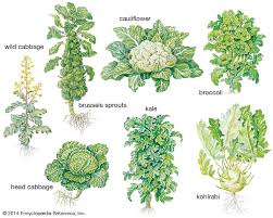 Cabbage History, Origin and Ancient Cultivation Practices