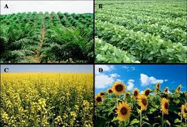 Oil Crops Definition, Types and Nutritional Benefits