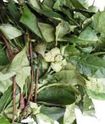 Afang Leaf and Its Health Benefits