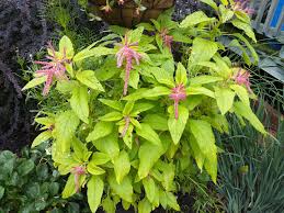 Benefits of Nunum Leaves