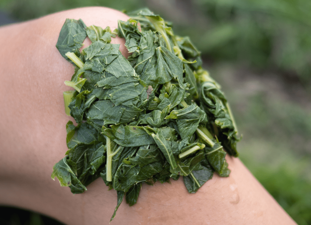 Benefits of Nunum Leaves
