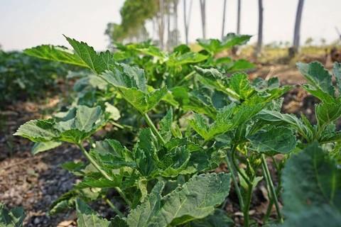 Health Benefits of Lady Finger