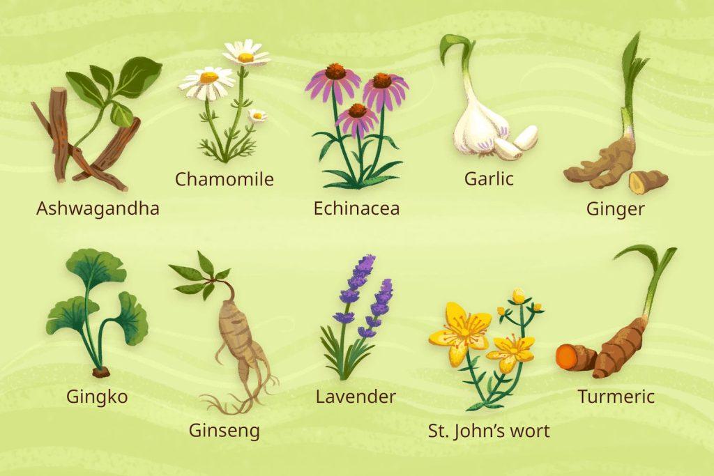 Things You Should Know About Medicinal Plants