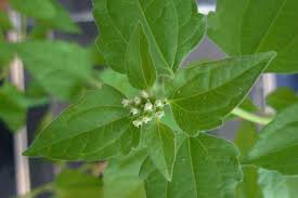 Chromolaenaodorata Tea: Properties, Uses and Precautions