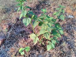 Chromolaenaodorata Tea: Properties, Uses and Precautions