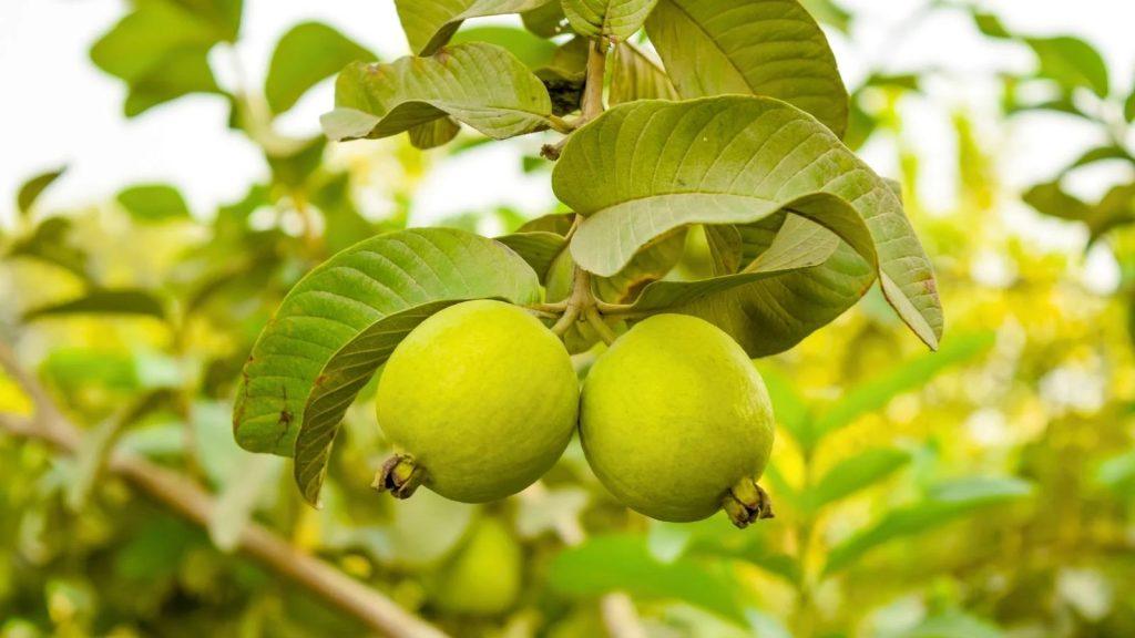 How Guava Leaves Boost Women's Fertility and Sexual Health