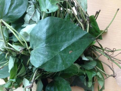 Amazing Health Benefits of Uziza Leaf